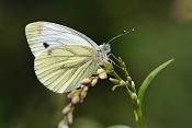 klein geaderd witje (pieris napi) 11-2011 1116